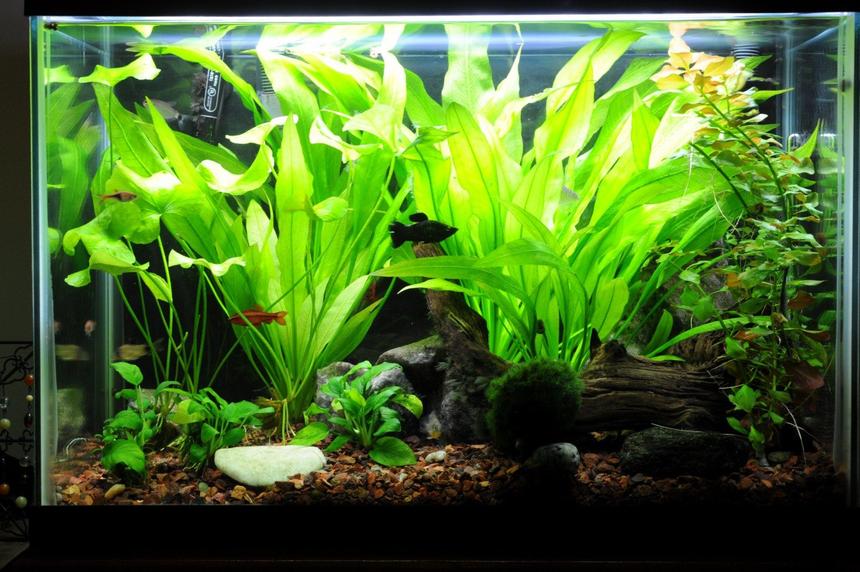 Rated #68: 20 Gallons Planted Tank - tank as of 6/30/10