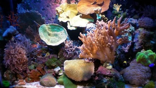 65 gallons reef tank (mostly live coral and fish) - 65 Gallon Mix Reef