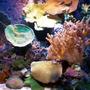65 gallons reef tank (mostly live coral and fish) - 65 Gallon Mix Reef