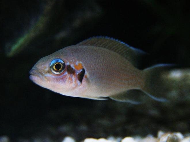 freshwater fish - neolamprologus pulcher - daffodil cichlid stocking in 46 gallons tank - my daffodil african cichlid