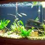 46 gallons freshwater fish tank (mostly fish and non-living decorations) - Tanganyika Community