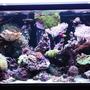 62 gallons reef tank (mostly live coral and fish) - 62 gallon mixed reef