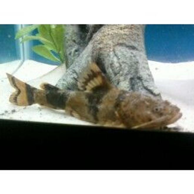 freshwater fish - oxyeleotris marmorata - marble goby stocking in 29 gallons tank