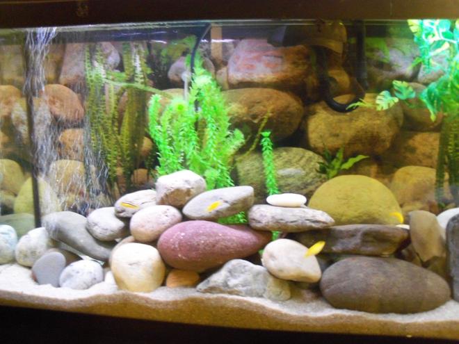 55 gallons freshwater fish tank (mostly fish and non-living decorations) - All cichlids 5 yellow Labs and 3  Melanochromis auratus, , sand, about 30 or so river rocks a few fake plants