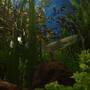 freshwater fish - osteoglossum bicirrhosum - silver arowana stocking in 250 gallons tank - arowana