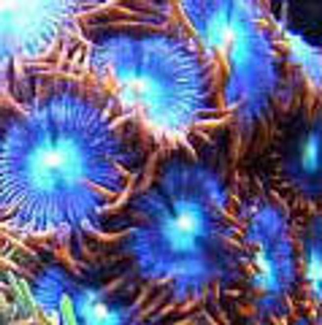 corals inverts - blow torch zoanthids stocking in 46 gallons tank - Blow Torch Zoanthids