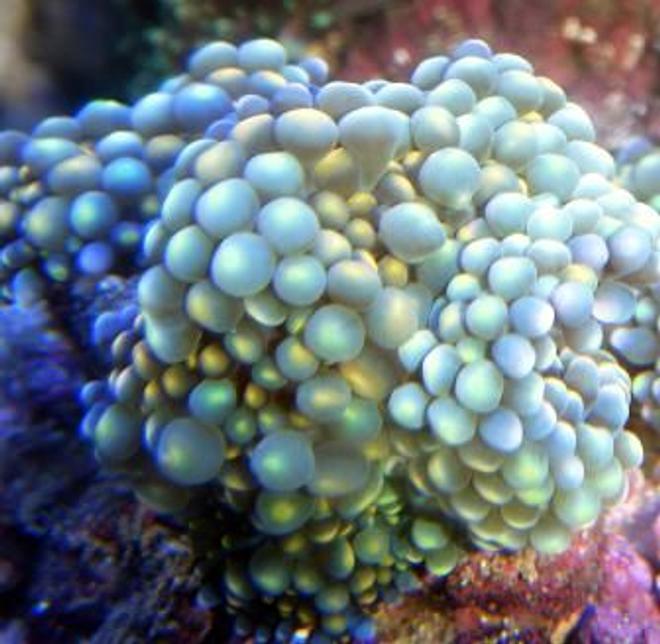 corals inverts - ricordea yuma - flower / ricordea mushroom, green stocking in 46 gallons tank - Ricordea Yuma