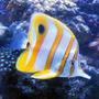 saltwater fish - chelmon rostratus - copperband butterflyfish stocking in 46 gallons tank - Copperband Butterflyfish