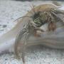 corals inverts - dardanus calidus - hermit crab stocking in 46 gallons tank - Hermit Crab