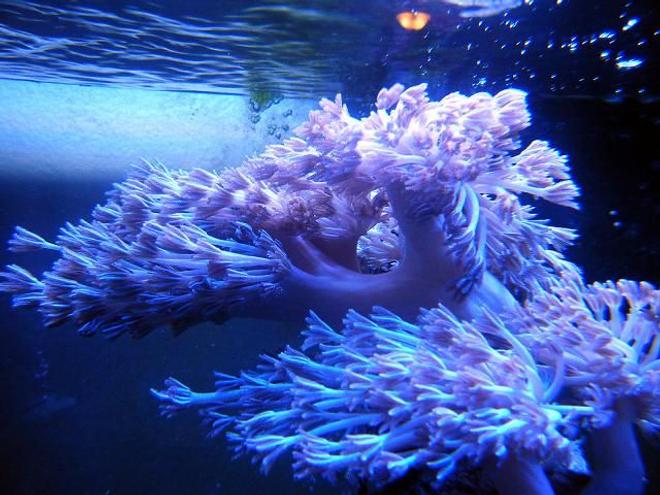 corals inverts - xenia sp. - white pom pom xenia stocking in 46 gallons tank - White Silver Pom Pom Xenia