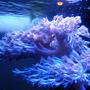 corals inverts - xenia sp. - white pom pom xenia stocking in 46 gallons tank - White Silver Pom Pom Xenia