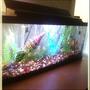20 gallons freshwater fish tank (mostly fish and non-living decorations) - 20 gallon