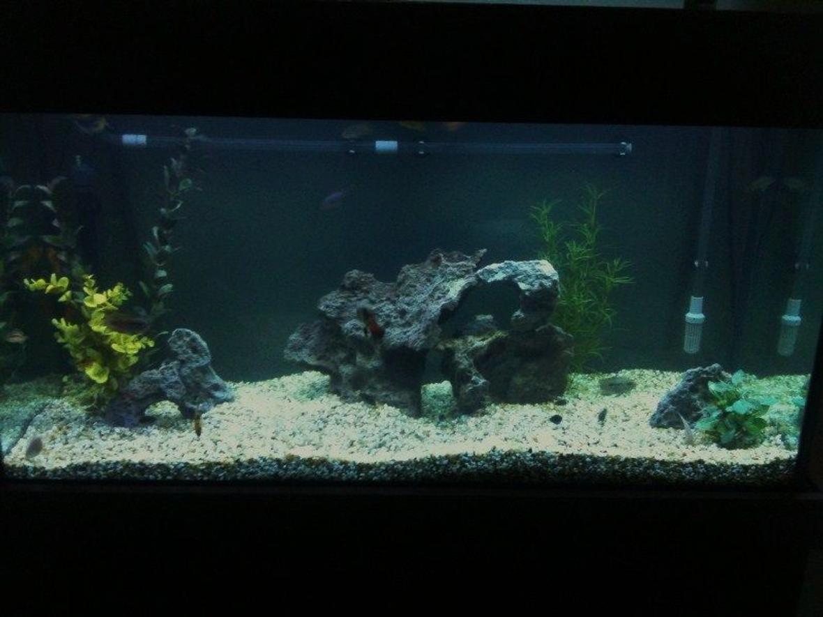 90 gallons freshwater fish tank (mostly fish and non-living decorations) - This is my fishtank. Tell me what you think.
