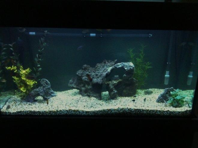 90 gallons freshwater fish tank (mostly fish and non-living decorations) - This is my fishtank. Tell me what you think.