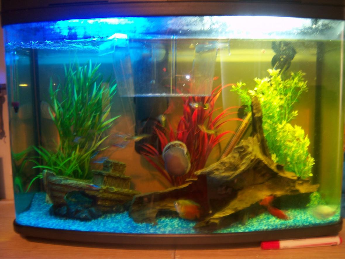 14 gallons freshwater fish tank (mostly fish and non-living decorations) - tank with fry hatcher floatin with 1 baby platy