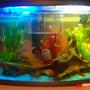 14 gallons freshwater fish tank (mostly fish and non-living decorations) - tank with fry hatcher floatin with 1 baby platy