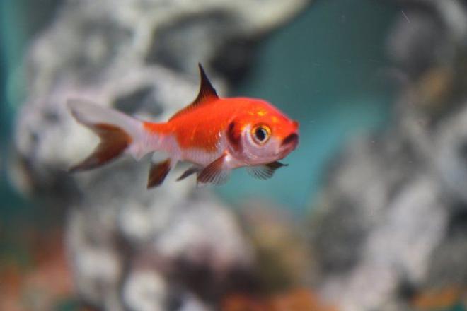 freshwater fish - carassius auratus - goldfish stocking in 125 gallons tank - Random Picture In My Tank