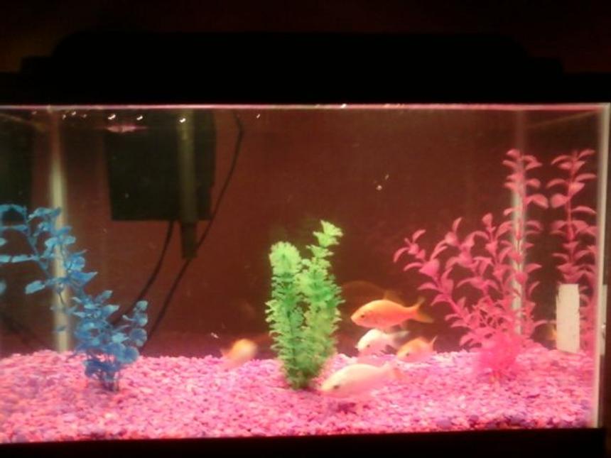 Rated #387: 10 Gallons Freshwater Fish Tank - I have a 10 gallon fish tank with 6 beautiful gold fish, 3 plastic plants, and bright pink and purple pebbles. I plan on adding more to my aquarium really soon.