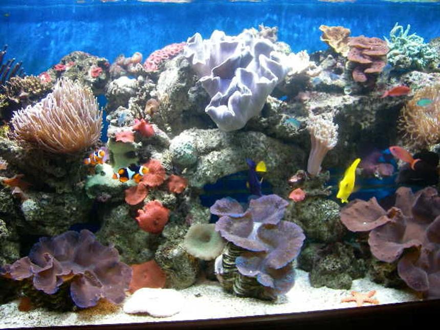Rated #20: 1 Gallon Reef Tank - My old tank