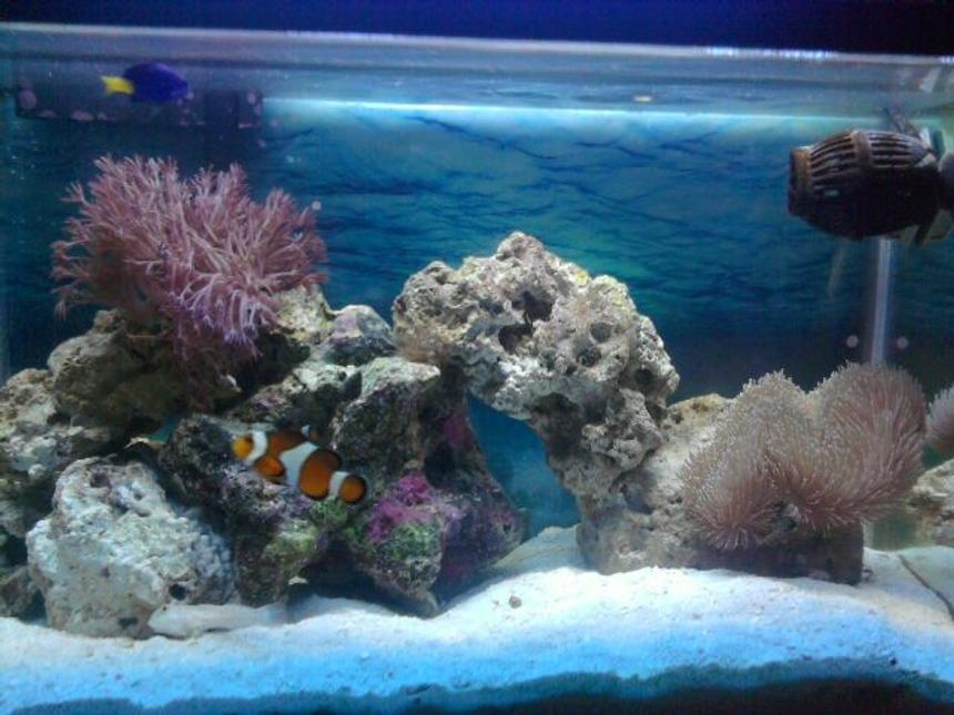 Rated #7: 10 Gallons Saltwater Fish Tank - My tank
