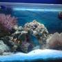 10 gallons saltwater fish tank (mostly fish, little/no live coral) - My tank