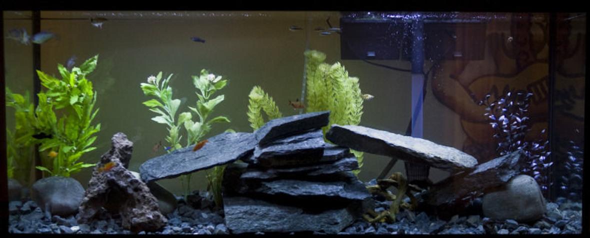 fish tank picture - 1 Blue Grommie 4 Black Molly 2 Balloon Molly 2 Sucker Mouth Catfish 5 Flame Tetra 5 Serpae Tetra 5 Neon Tetra 5 Striped Tetra 2 Red Eye Tetra I got all the rocks and only spent nine dollars. All the plants are fake but I'm going all real plant life very soon Lol yes those are Stainless Steel Brass Knuckles in my tank. Its a long story......