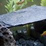 fish tank picture - ***One of my little guys new hiding spots