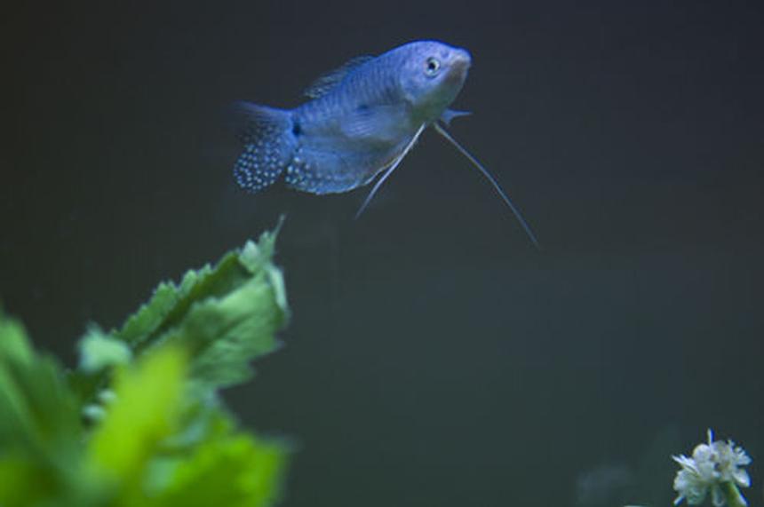 Rated #920: Freshwater Fish - Trichogaster Trichopterus - Blue Gourami Stocking In 55 Gallons Tank - **One of my new additions to the tank--Blue Grommie