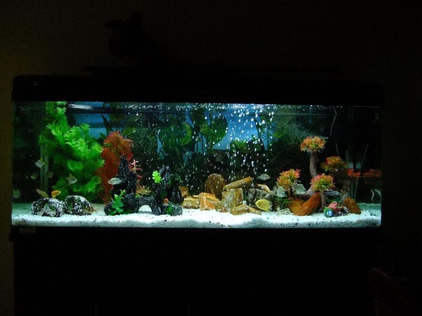 Rated #42: 100 Gallons Freshwater Fish Tank - This is a picture of my 100G / 5 Feet Fresh Water tank.

The aquarium is made of acrylic and is home to some fine Cichlids. There are 21 fishes in total.