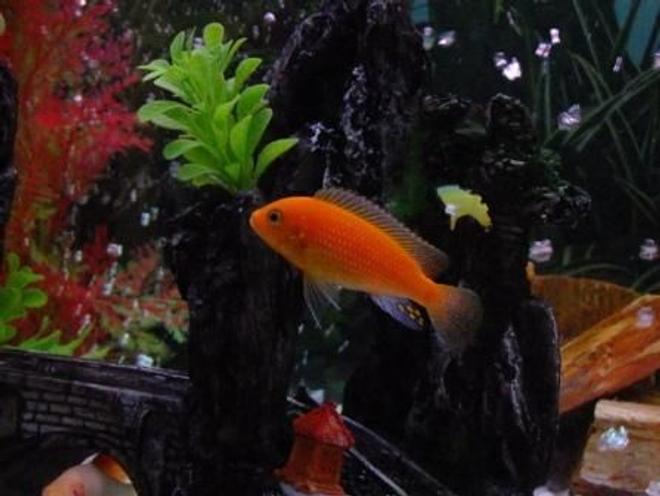 freshwater fish - pseudotropheus estherae - red zebra cichlid stocking in 100 gallons tank - Orange Morph
