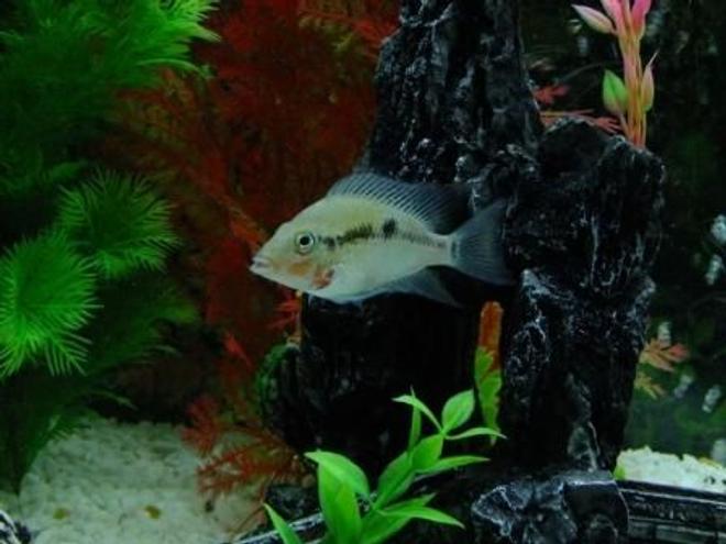 freshwater fish - thorichthys meeki - firemouth cichlid stocking in 100 gallons tank - Firemouth