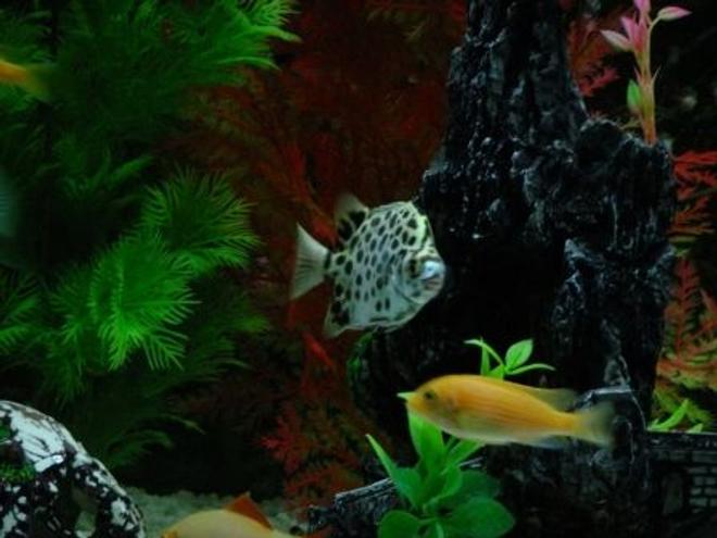 freshwater fish - scatophagus argus - spotted scat stocking in 100 gallons tank - Spotted Scat Fish