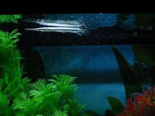 freshwater fish - lepisosteus oculatus - spotted gar stocking in 100 gallons tank - The Spotted Gar