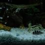 freshwater fish - cyphotilapia frontosa - frontosa cichlid stocking in 100 gallons tank - Frontosa