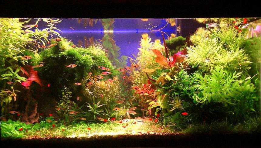 Rated #1: 50 Gallons Planted Tank - Wet, Sweat and Blood