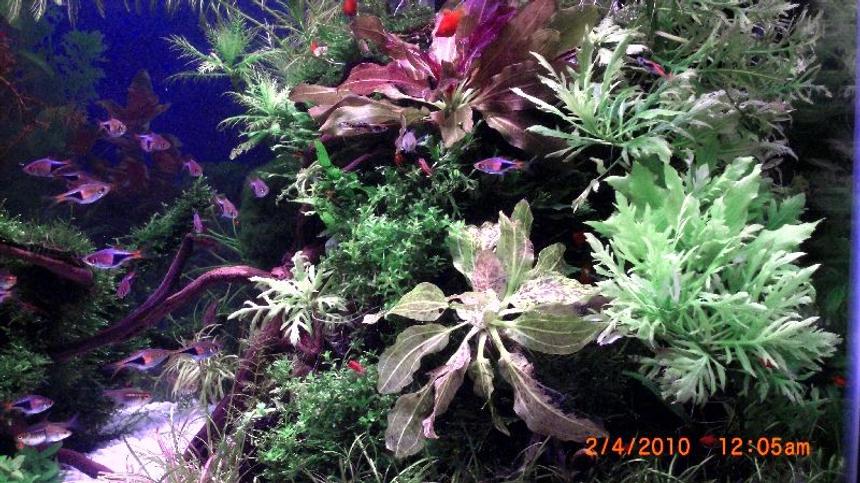 Rated #97: Freshwater Fish - Rasbora Heteromorpha - Harlequin Rasbora Stocking In 50 Gallons Tank - some