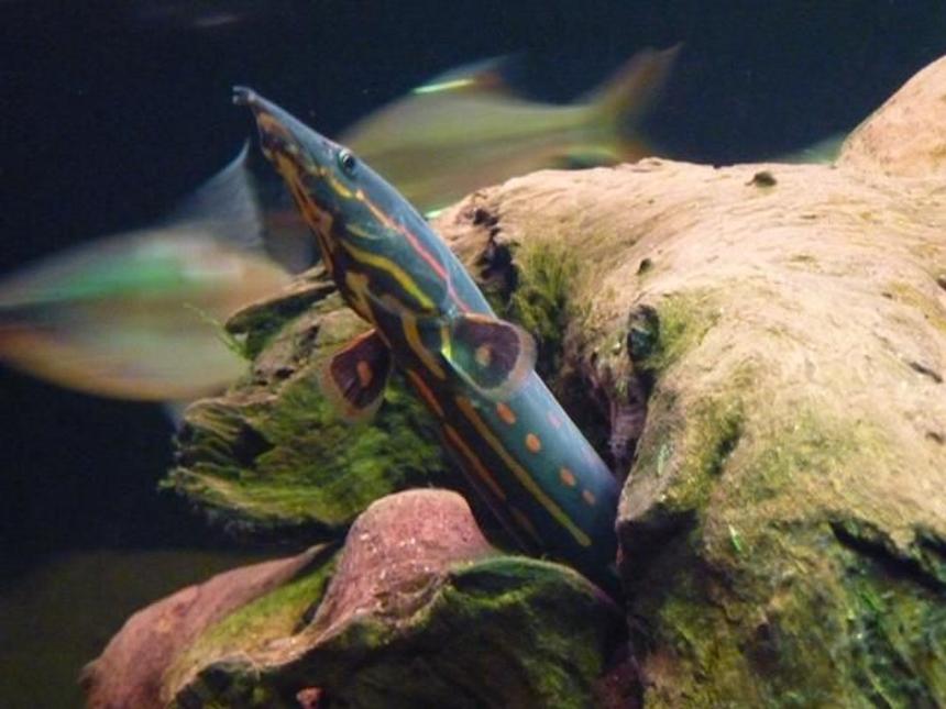 Rated #6: Freshwater Fish - Mastacembelus Erythrotaenia - Fire Eel Stocking In 200 Gallons Tank - Fire Eel