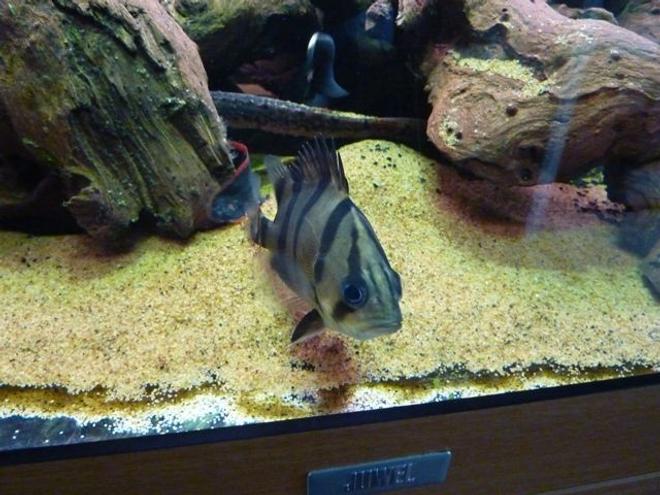 200 gallons freshwater fish tank (mostly fish and non-living decorations) - Datnoid