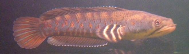 freshwater fish - channa pulchra - dwarf snakeheads stocking in 200 gallons tank - channa pulchra