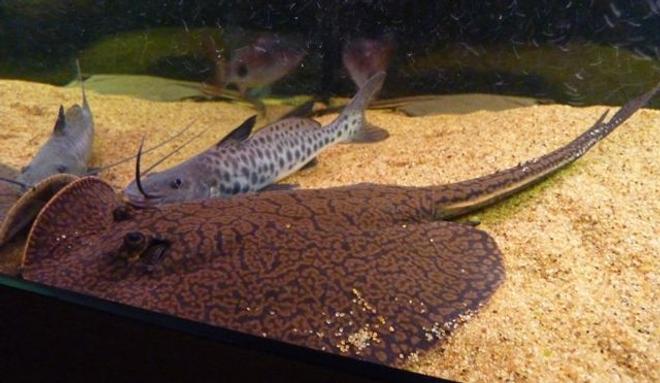 200 gallons saltwater fish tank (mostly fish, little/no live coral) - Reticulated Ray and Vulture Catfish 
Having a cuddle!
Wrong catagory again help!!