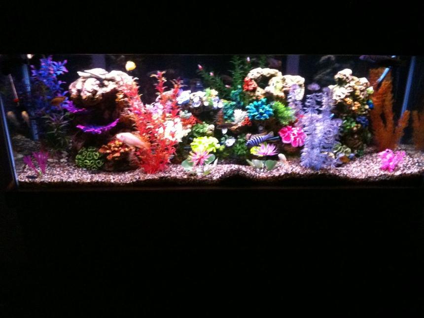 Rated #74: 55 Gallons Freshwater Fish Tank - 55 GALLON
