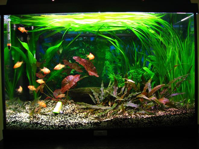 18 gallons planted tank (mostly live plants and fish) - About 1 year old tank. 
Courgette is for food, not a plant :-D