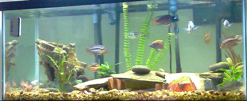 Rated #306: 75 Gallons Freshwater Fish Tank - my tank