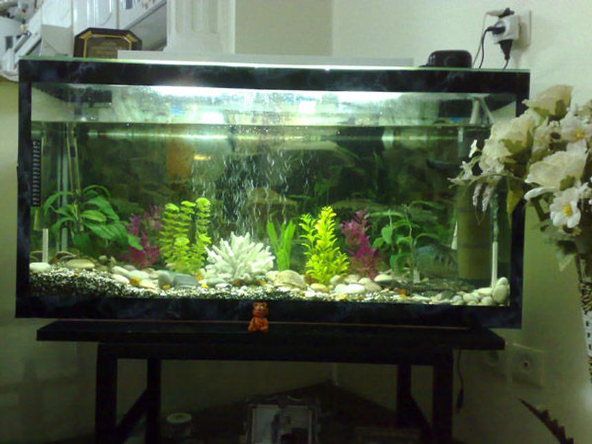 Rated #336: 40 Gallons Freshwater Fish Tank - uuuuu