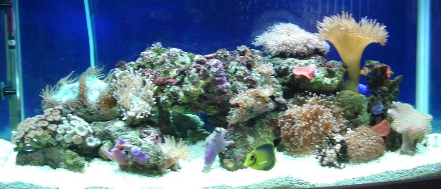 Rated #86: 44 Gallons Reef Tank - Nicalex Reef Tank - June 2010
A selection of soft corals plus a Yellow Mimic Tang, a Clownfish and a Blue Damsel.