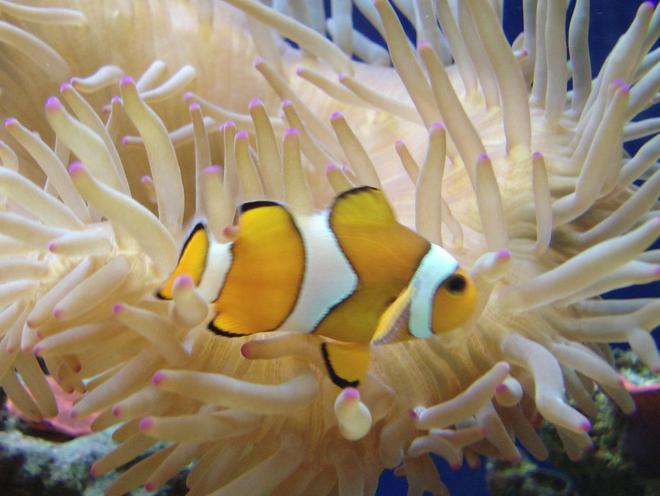 corals inverts - condylactis sp. - haitian reef anemone stocking in 44 gallons tank - Bubbletip anemone and false percula clown