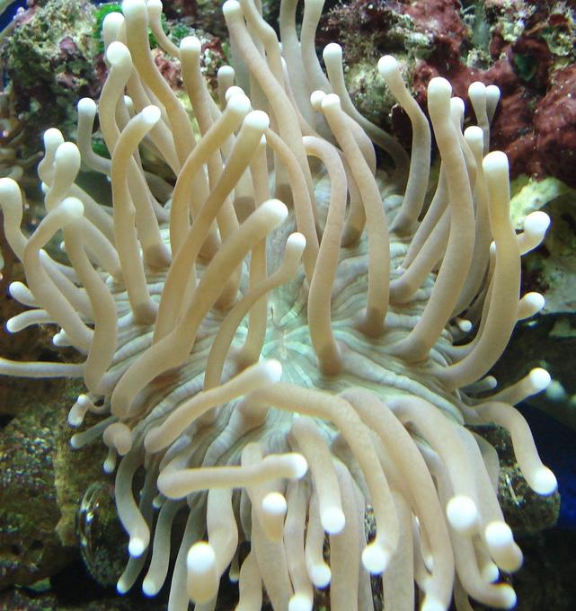 corals inverts - duncanopsammia axifuga - giant green polyp duncan stocking in 44 gallons tank - Heliofungia