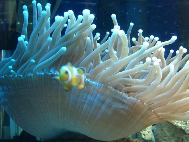 corals inverts - duncanopsammia axifuga - giant green polyp duncan stocking in 44 gallons tank - Heliofungia and False Percula Clownfish