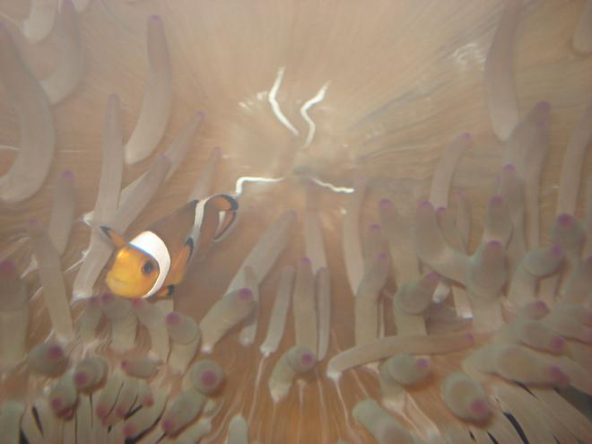 corals inverts - entacmaea quadricolor - bulb anemone stocking in 44 gallons tank - False Percula Clownfish in her Bubbletip Anemone