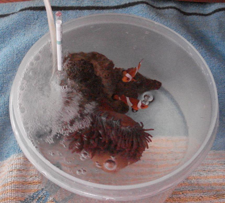 Rated #25: 44 Gallons Saltwater Fish Tank - Coaxing the clownfish into their anemone. 
Our clownfish are one year old today and they have never given any of the anemones in their tank a single thought! We got a tip from someone online who said they put their anemone in a small plastic bucket with the fish to introduce them for a couple of hours and then return them all slowly to the tank. Well what do you know..... it worked! She now doesn't go more than a couple of inches from the anemone unless she's feeding, then she sprints back to the safety of her home. Now 2 years old, i think she's obsessed with it! So amazing.